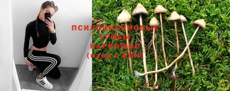 Галлюциногенные грибы Psilocybe  где купить наркоту  даркнет формула  Безенчук 